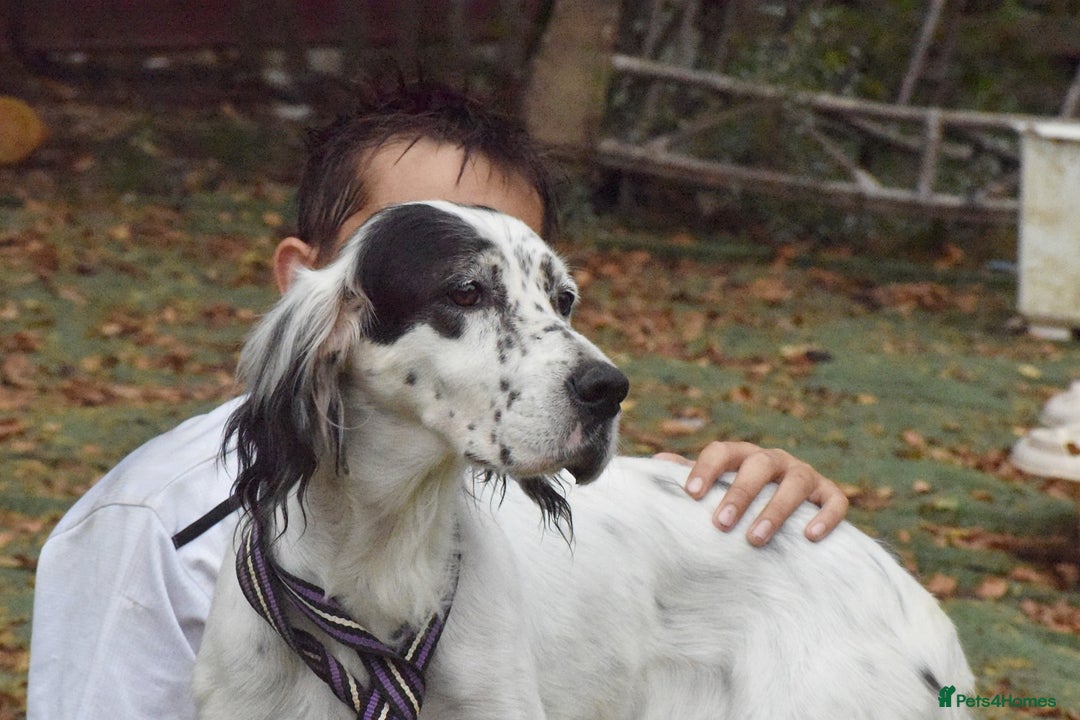 English Setter dogs for adoption: Txispa - Image 4