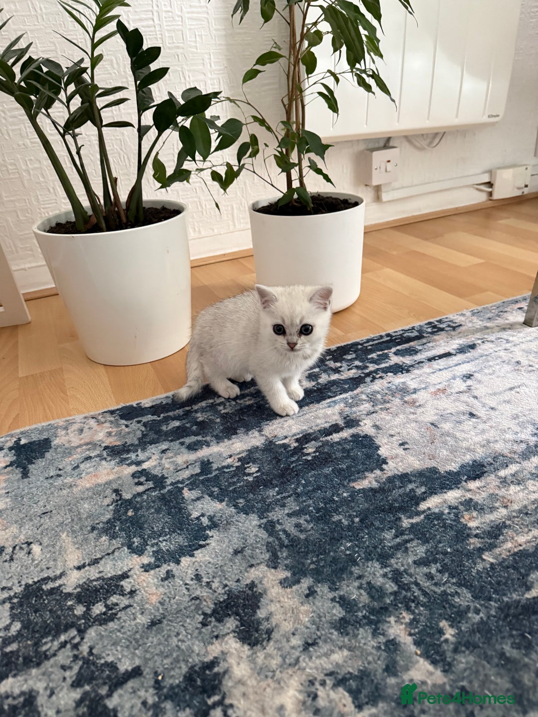 British Shorthair cats for sale: BSH Silver Tabby kittens for Sale! - Image 4