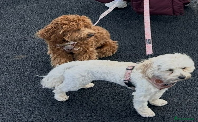 Cavapoo dogs - Advert 2