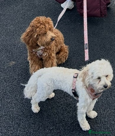 Cavapoo dogs - Advert 1