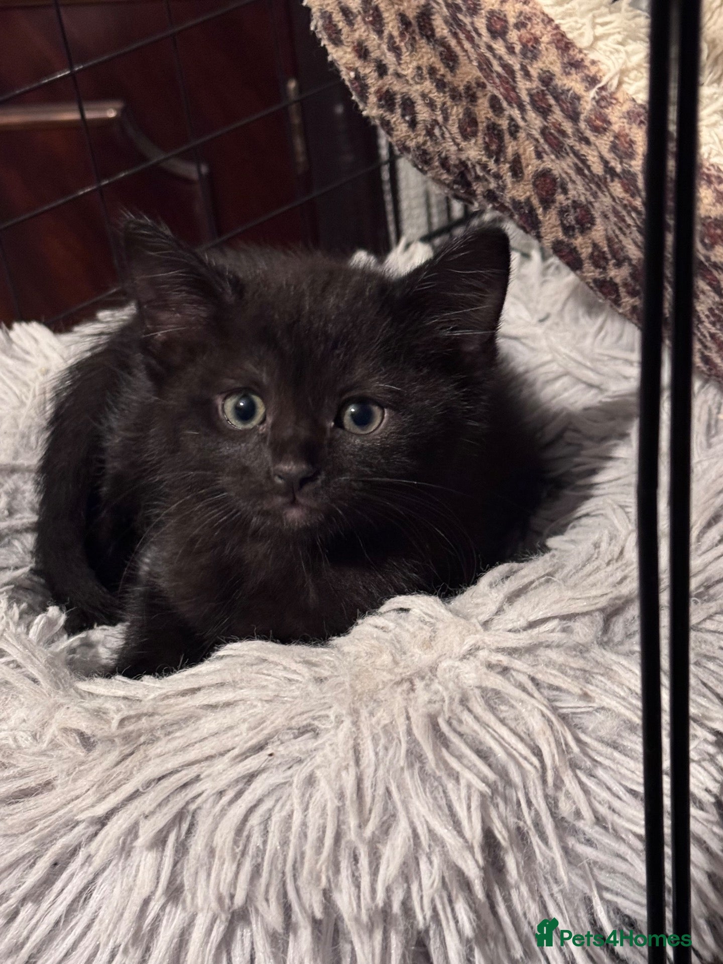Mixed Breed cats Beautiful Kittens😻one 8 weeks and one-9 weeks old - Advert 5