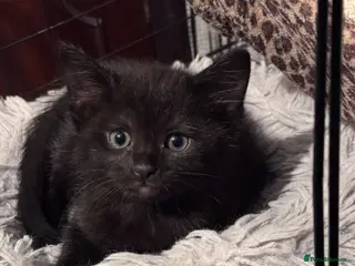 Mixed Breed cats Beautiful Kittens😻one 8 weeks and one-9 weeks old - Advert 1