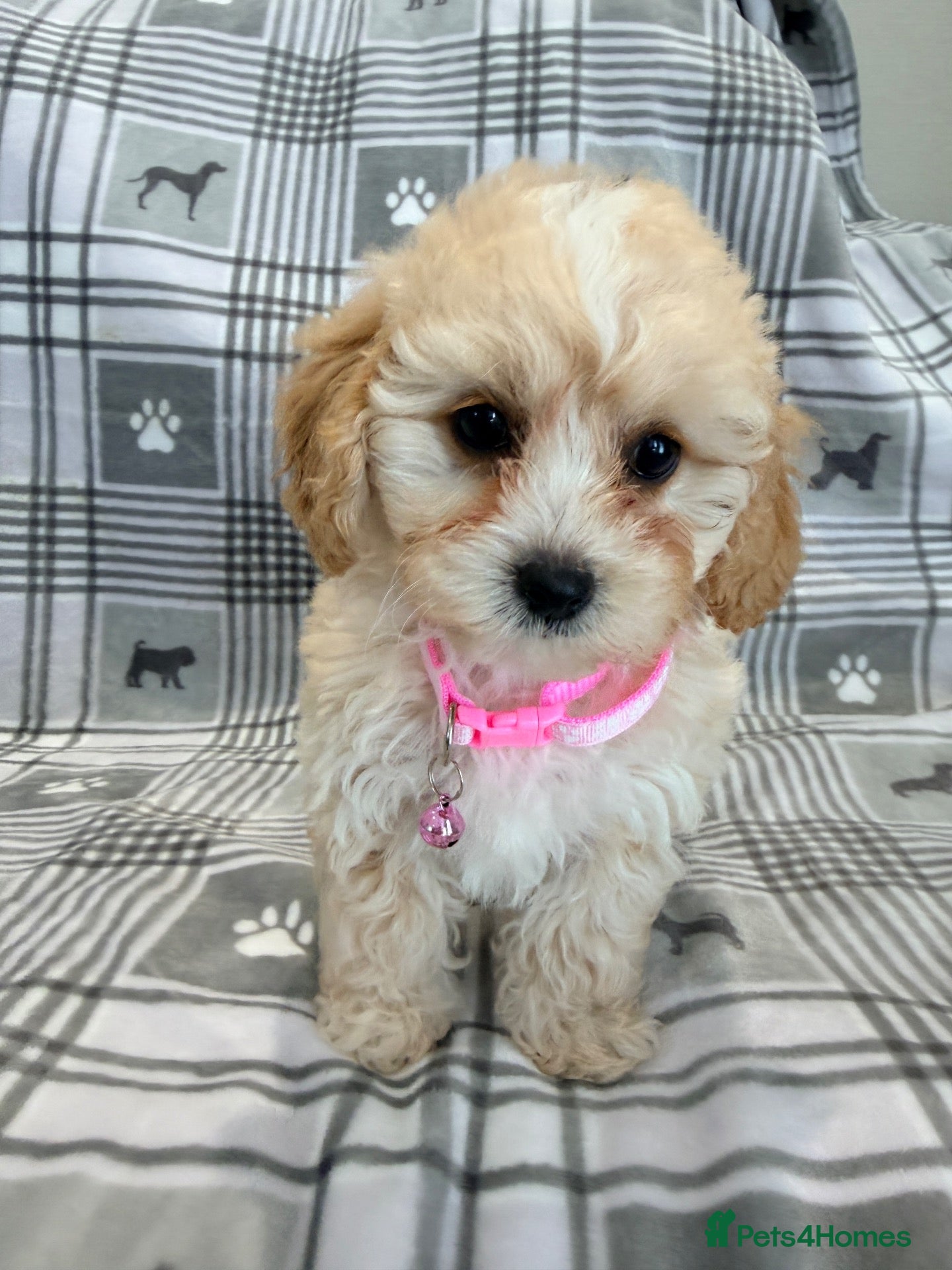 Maltipoo dogs 💖BEAUTIFUL LICENSED-BRED MALTIPOO💖 - Advert 2