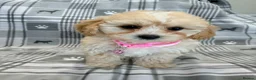 Maltipoo dogs for sale: Happy,loving affectionate Health Tested Maltipoo’s - Advert 12