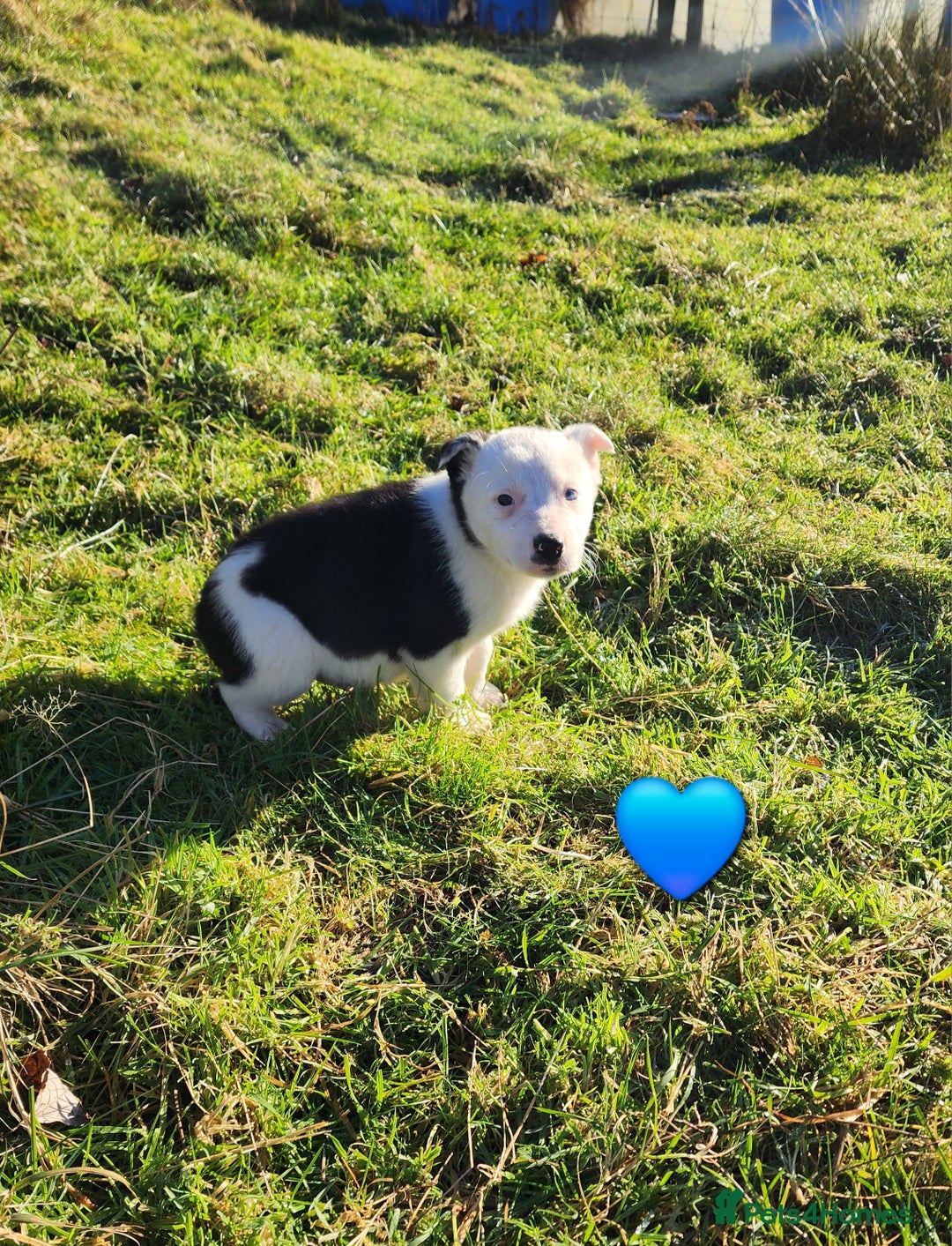 Border Collie dogs for sale: Border Collie Puppies  - Advert 6