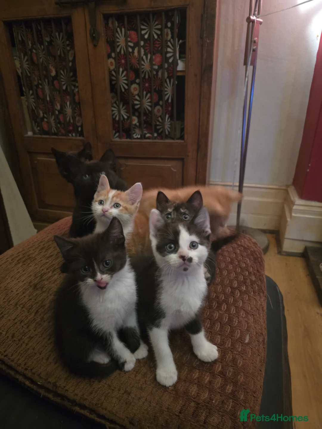British Shorthair cats for sale: Gorgeous Kittens available Now! in London - Advert 1