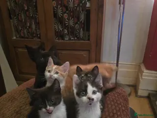 British Shorthair cats Gorgeous Kittens available Now! - Advert 1