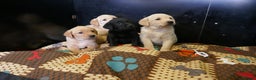 Labrador Retriever dogs for sale: ADORABLE LABRADOR PUPPIES KC REGISTERED - Advert 9