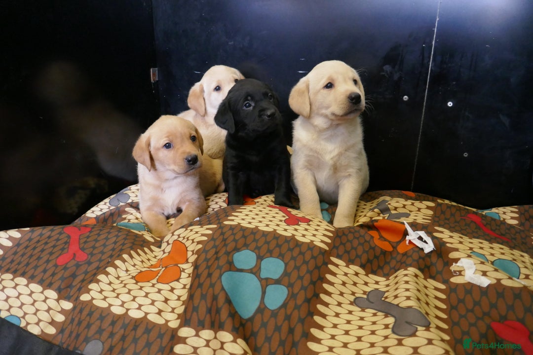 Labrador Retriever dogs for sale: ADORABLE LABRADOR PUPPIES KC REGISTERED - Advert 9