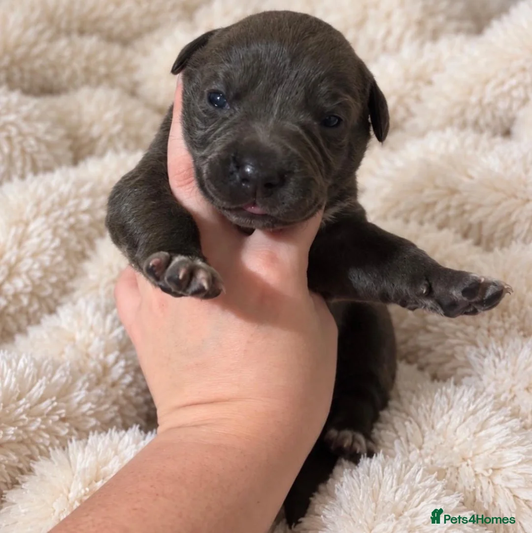 Mixed Breed dogs for sale: Gorgeous Blue & Brindle Mixed Breed Puppies 🫐💗 - Advert 2
