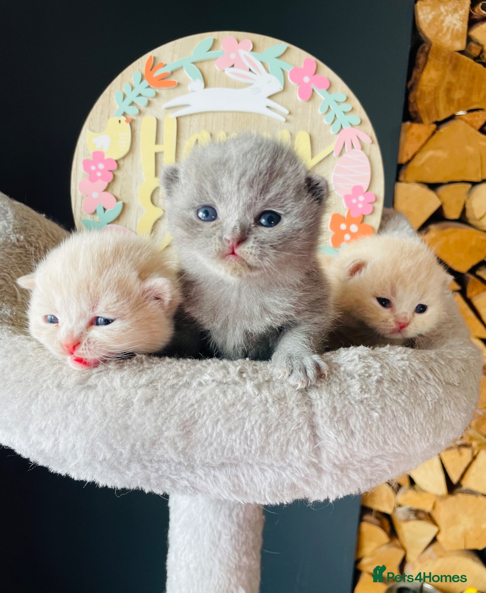British Shorthair cats Cream pure  British Shorthair kittens - Advert 13