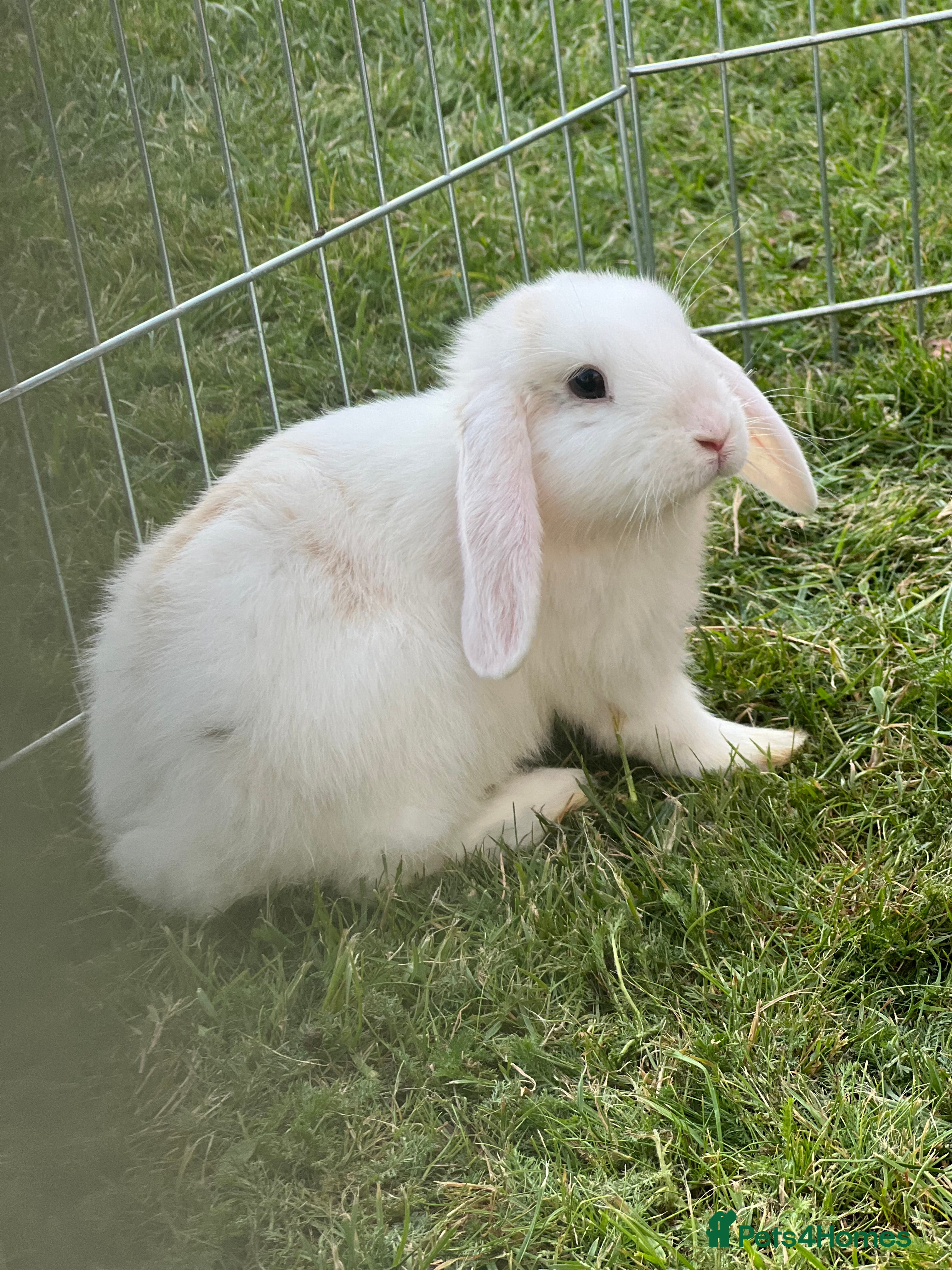 Mixed Breed rabbits Rabbit needs Rehomimg  in High Wycombe - Advert 5