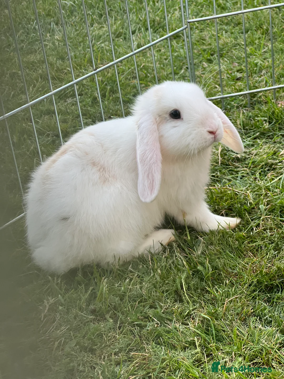 Mixed Breed rabbits for sale: Rabbit needs Rehomimg  in High Wycombe - Advert 1