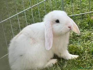 Mixed Breed rabbits Rabbit needs Rehomimg in High Wycombe - Advert 5