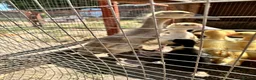 Ducks poultry for sale: Muscovy Indian runner duckling  - Advert 1