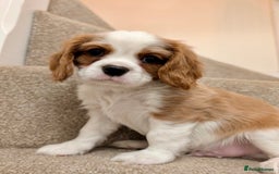 Cavalier King Charles Spaniel dogs for sale: Fully health tested CKCS 🐶💙🐾 - Image 37
