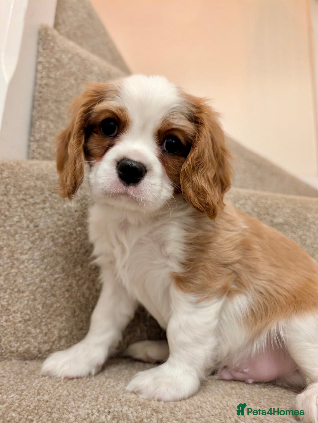 Cavalier King Charles Spaniel dogs for sale: Fully health tested CKCS 🐶💙🐾 - Image 37