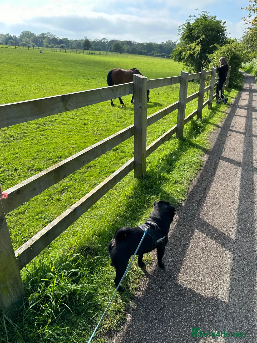 Pug dogs for sale: Bronx the pug! - Advert 9