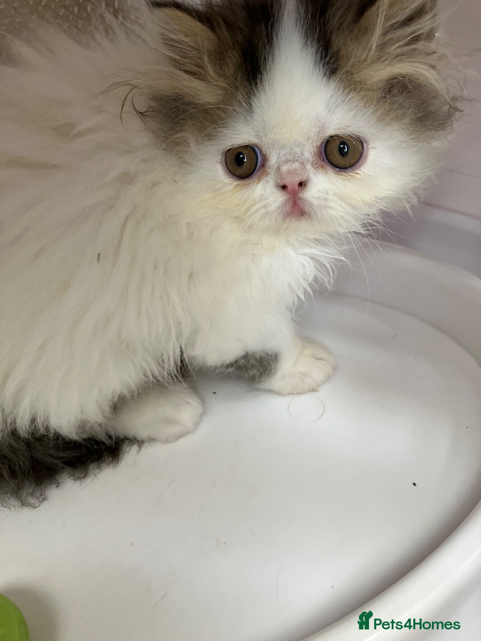 Persian cats Registered Pure Persian Kittens  - Advert 1