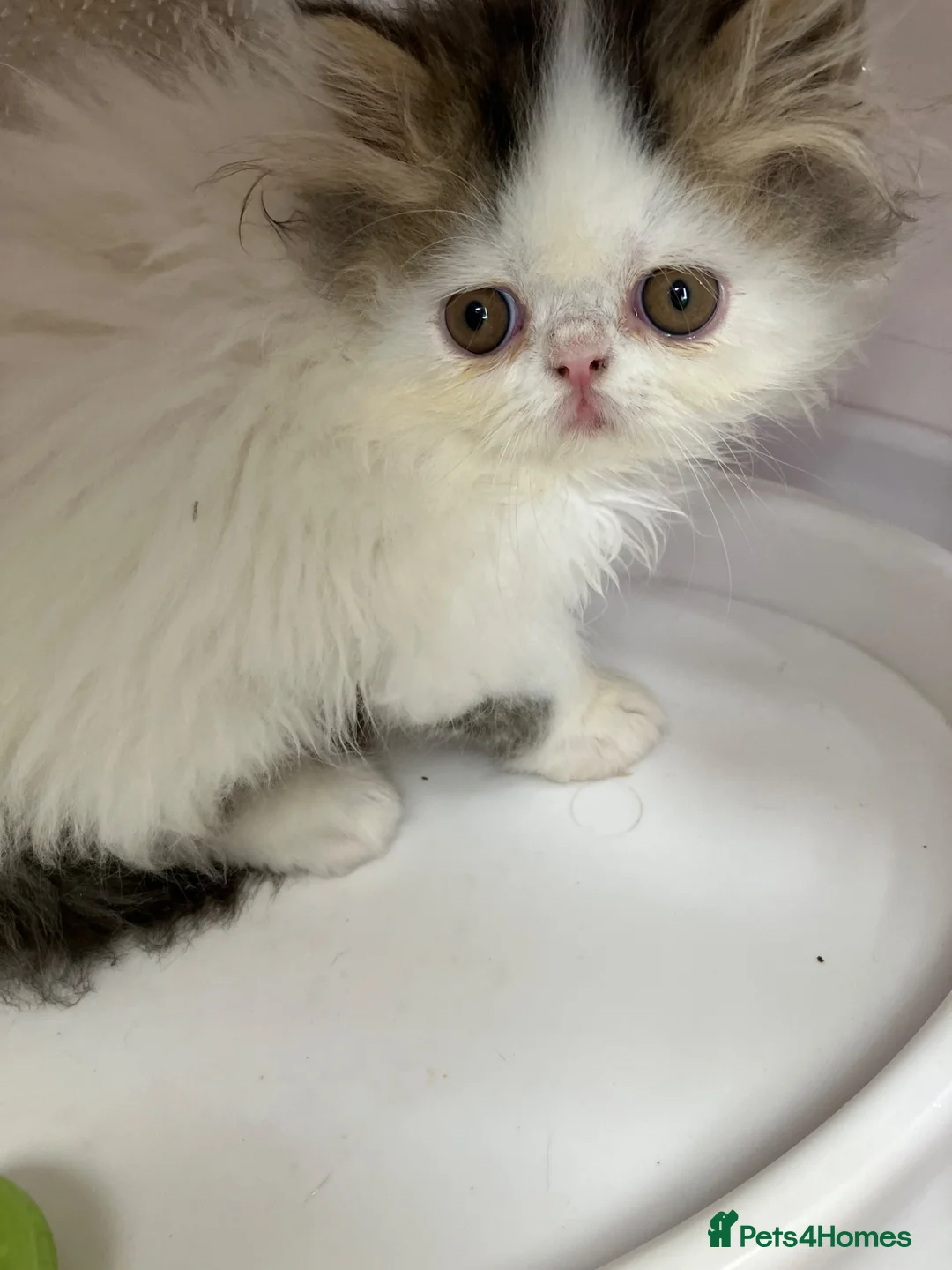 Persian cats for sale: Registered Pure Persian Kittens  - Advert 2