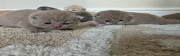 British Shorthair cats for sale: Exceptional GCCF Champion British shorthair - Advert 9