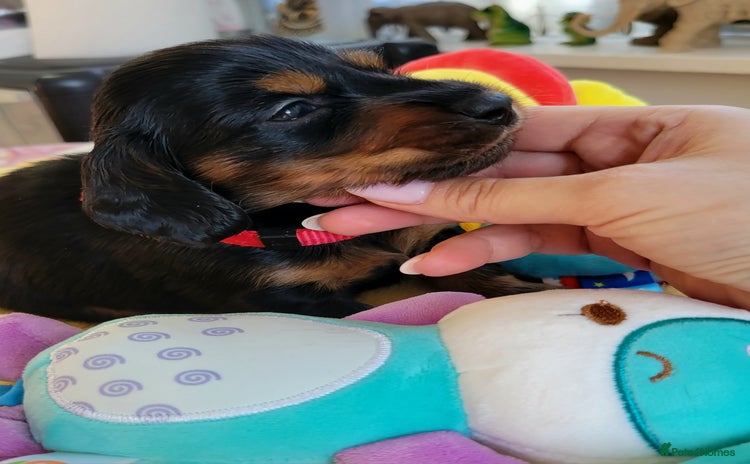 Dachshund dogs - Advert 8