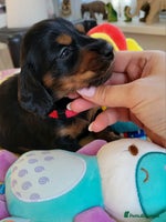 Dachshund dogs - Advert 16