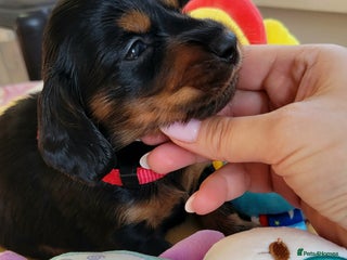 Dachshund dogs - Advert 2