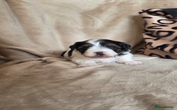 Biewer Terrier dogs for sale: Biewer Yorkshire Terrier  - Image 13