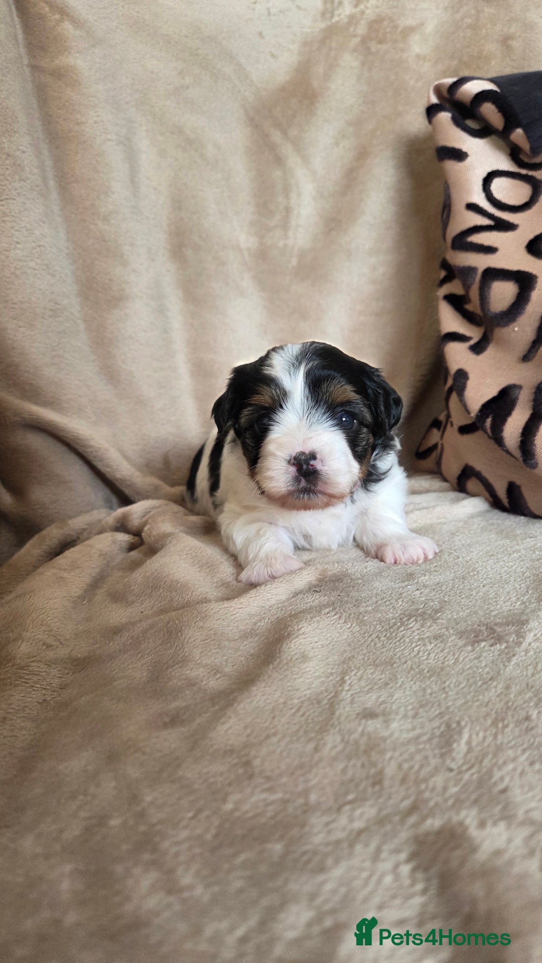 Biewer Terrier dogs for sale: Biewer Yorkshire Terrier  - Image 13