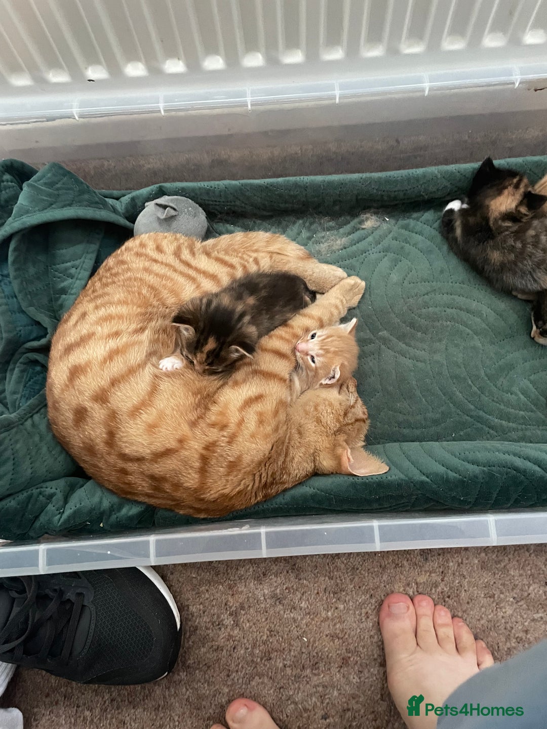 Domestic Shorthair cats for sale: 2 Ginger males 2 calico female 1 tabby female - Image 13