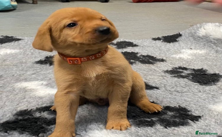 Labrador Retriever dogs - Advert 4