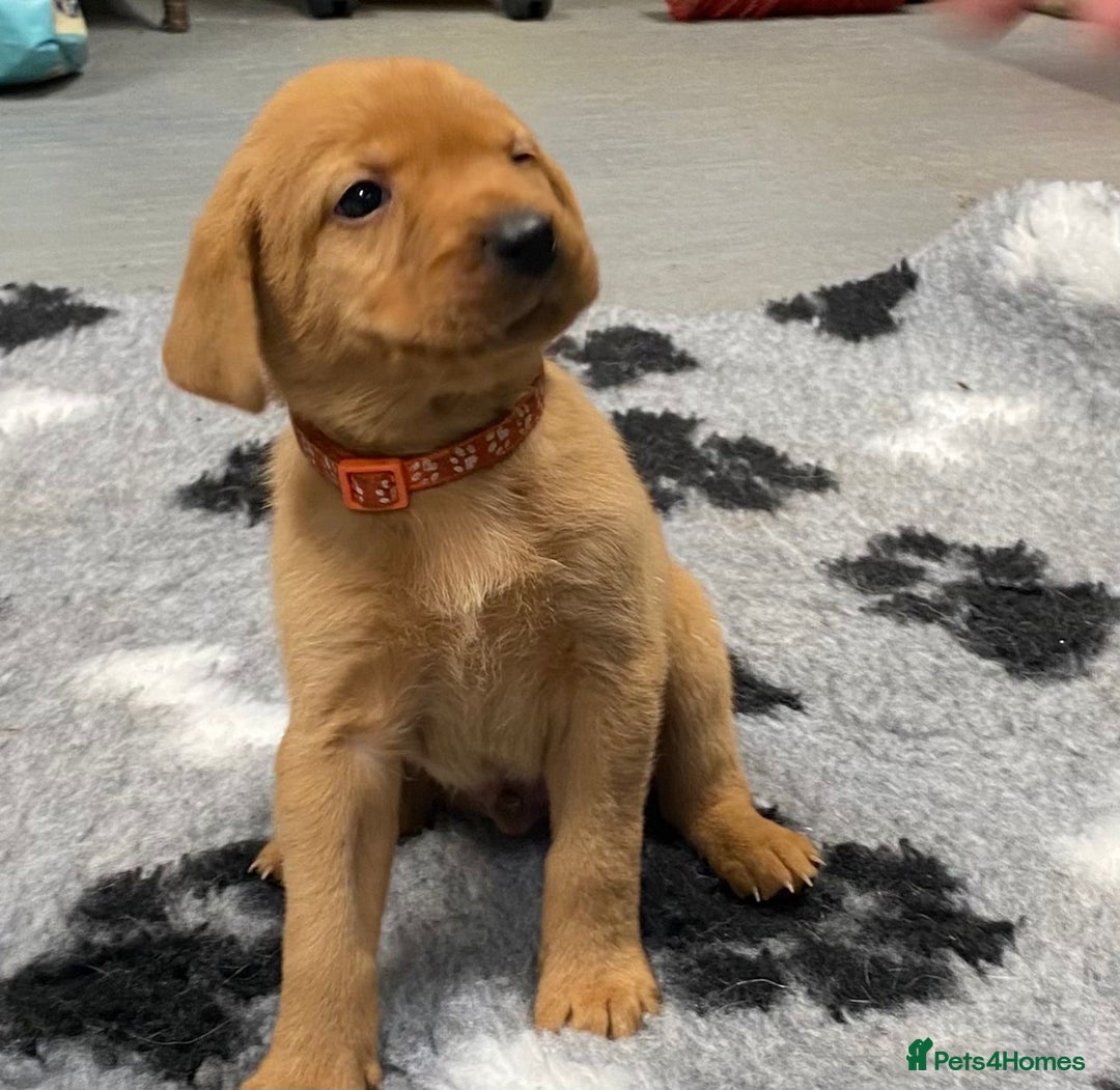 Labrador Retriever dogs for sale: Fox Red Labrador Retriever Male - Image 1