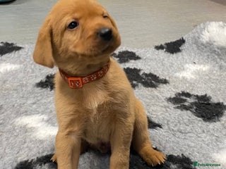 Labrador Retriever dogs - Advert 1