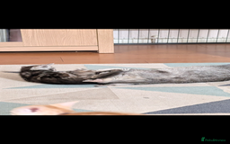 Domestic Shorthair cats for sale: Bonded Mum&Baby Cats Looking for a Loving New Home - Image 5