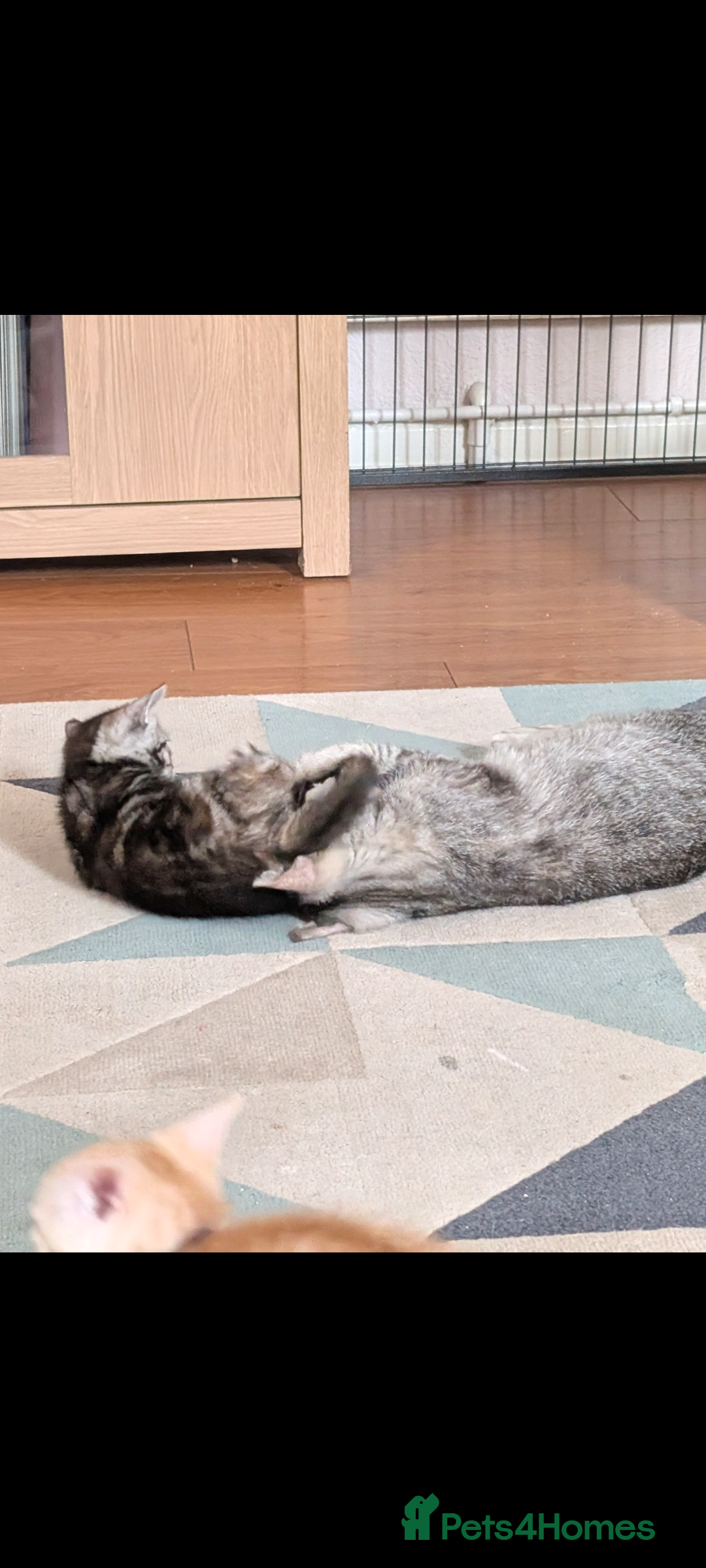 Domestic Shorthair cats for sale: Bonded Mum&Baby Cats Looking for a Loving New Home - Image 5