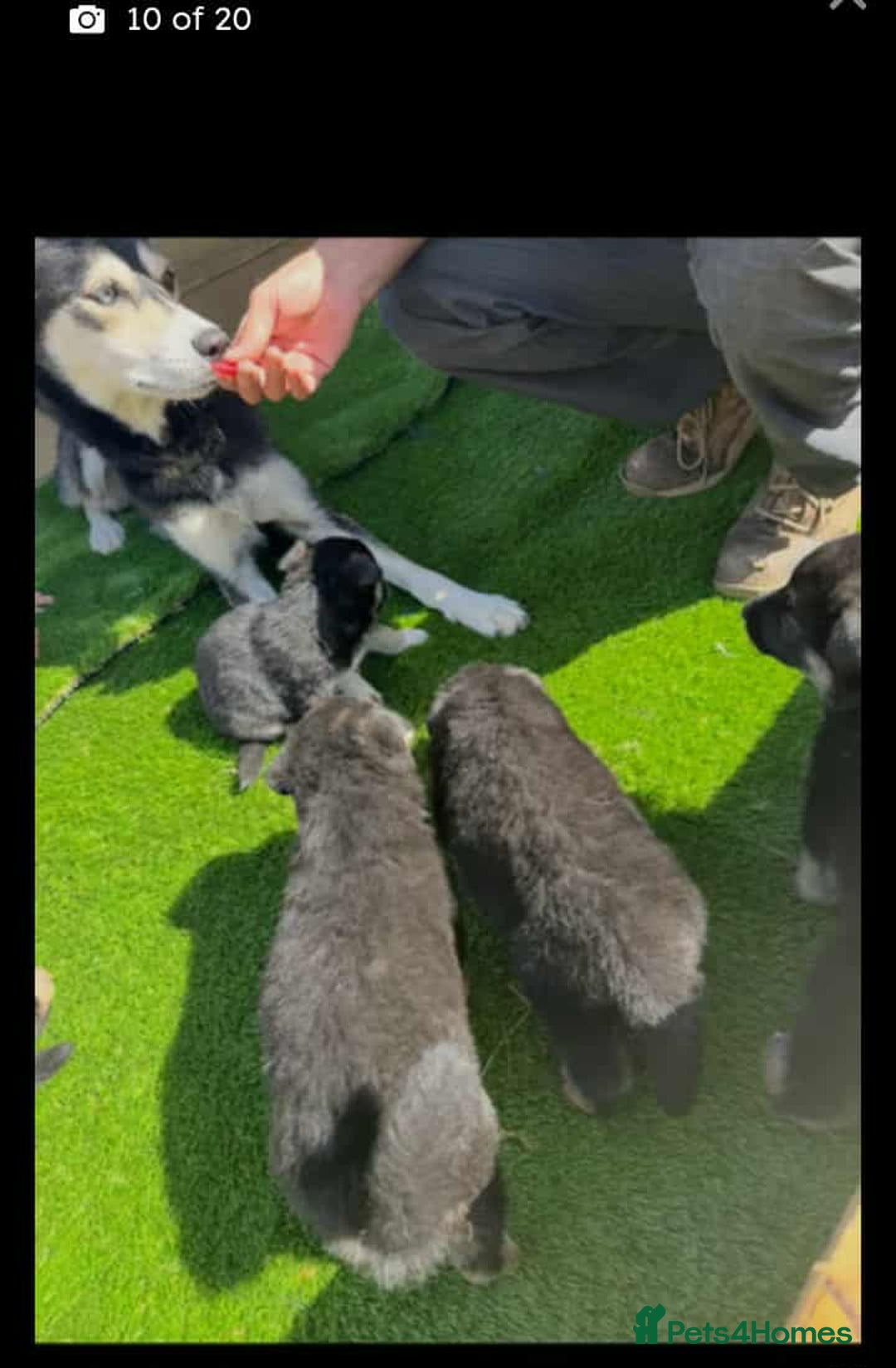 Shepsky dogs for sale: 11 weeks shepsky  - Image 5