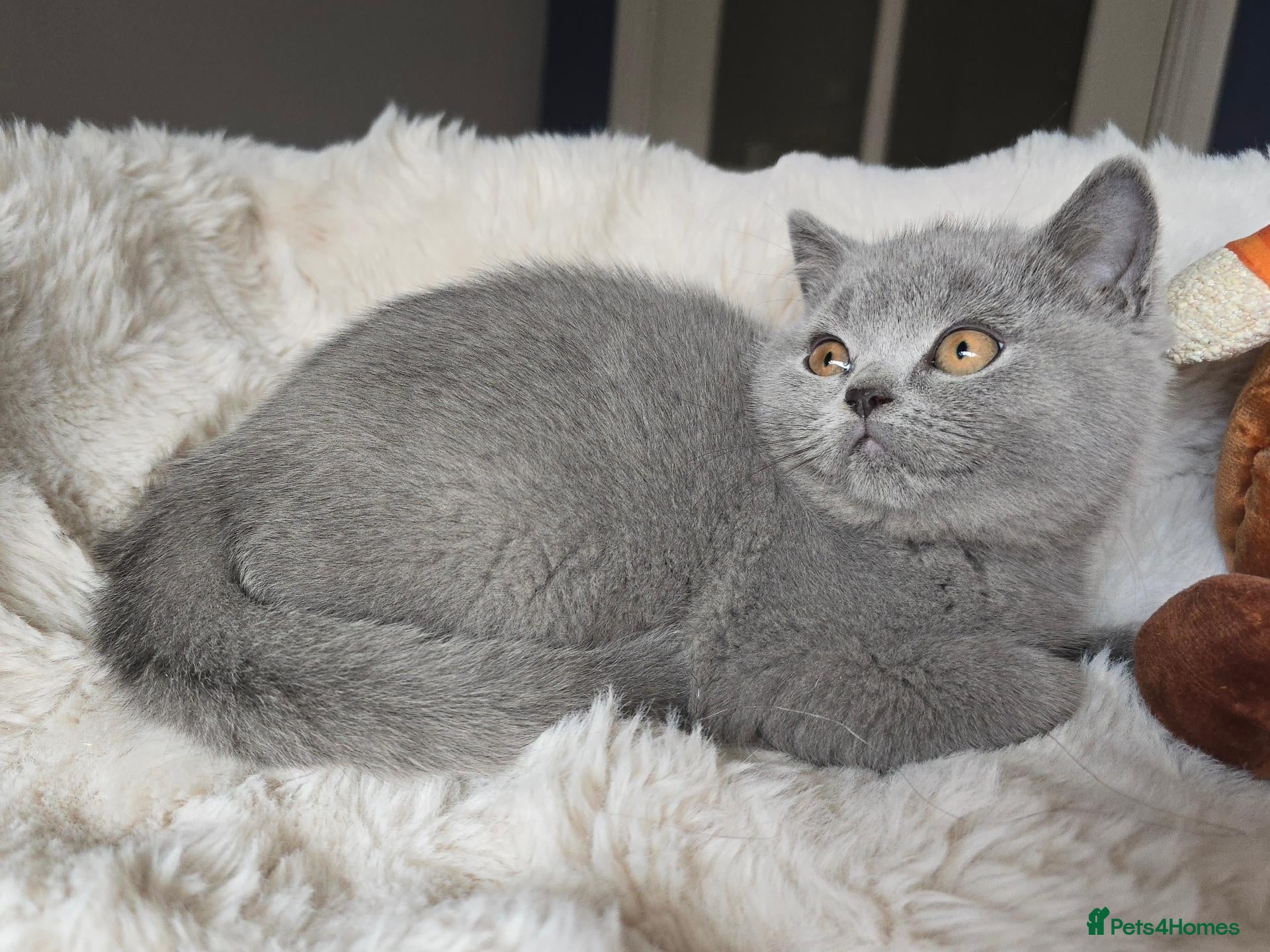 British Shorthair cats Champion Lines British Shorthair Kittens  - Advert 2