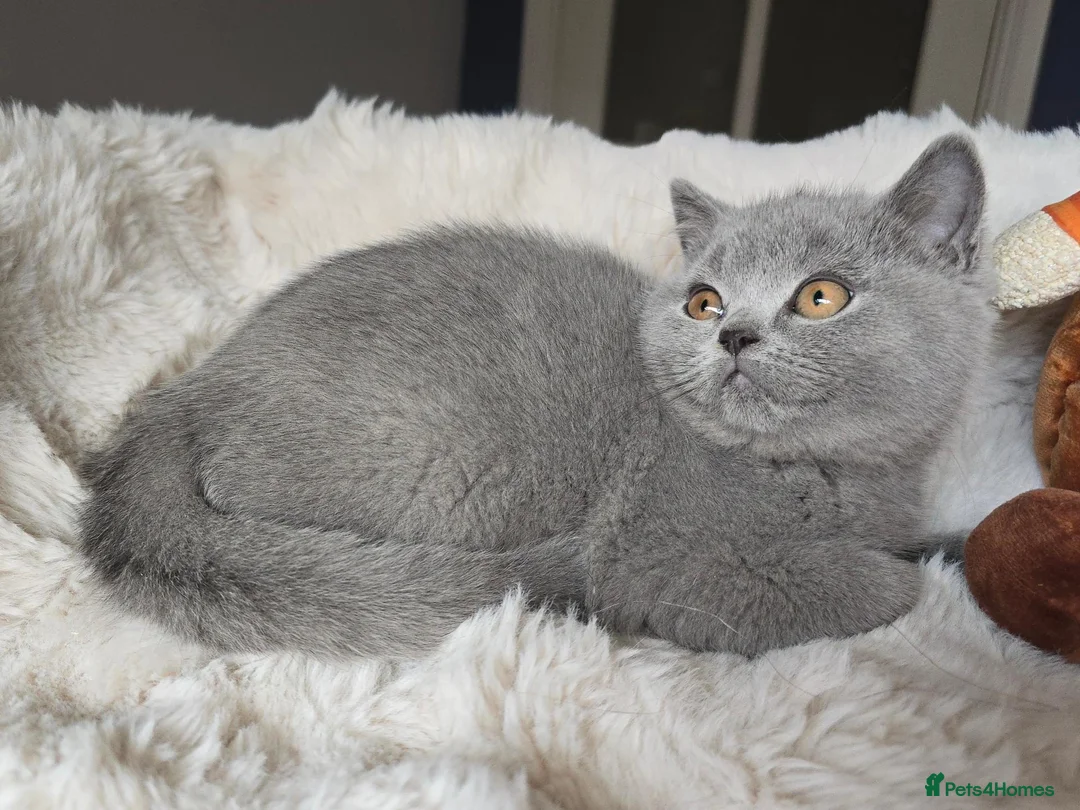 British Shorthair cats for sale: Champion Lines British Shorthair Kittens  - Advert 2