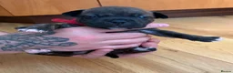 Mixed Breed dogs for sale: 7 Beautiful French Bull Dog Puppies  - Advert 21
