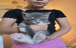 Russian Blue cats for sale: 7 Beautiful Russian blue X kittens  - Image 9