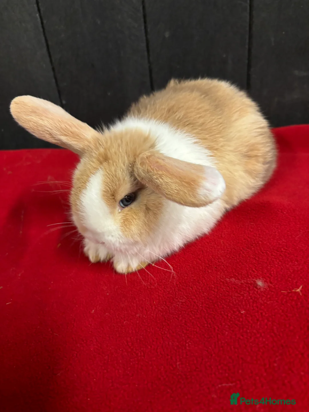 Mini Lop rabbits for sale: Stunning female mini lops  - Advert 3
