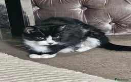 Domestic Shorthair cats for sale: Black and white tuxedo kittens - Image 5