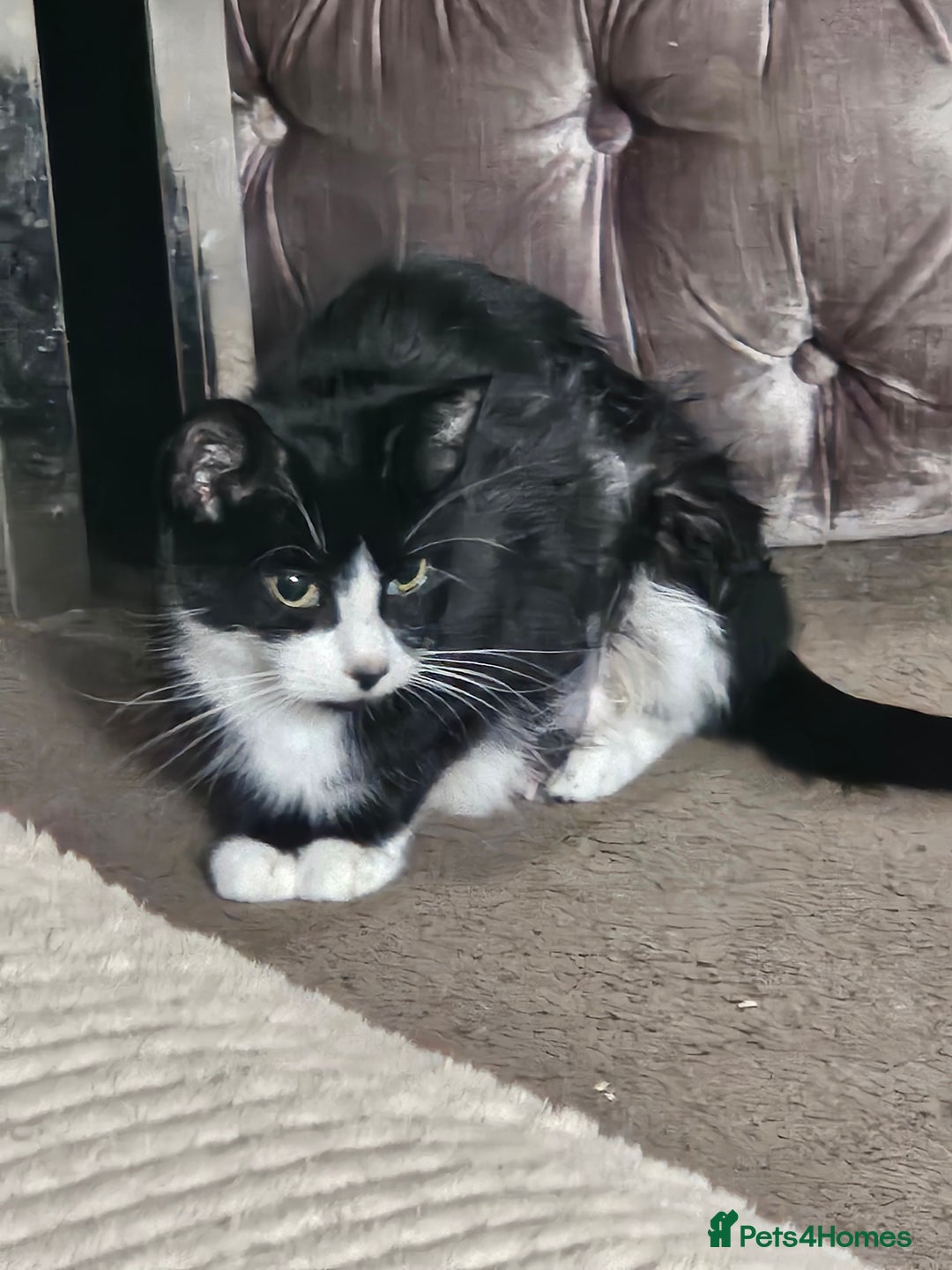 Domestic Shorthair cats for sale: Black and white tuxedo kittens - Image 5
