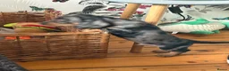 Dachshund dogs for sale: Dapple dachunds  in Leicester - Advert 5