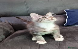 Maine Coon cats for sale: GCCF Pedigree Maine Coon Kittens for sale  - Image 34