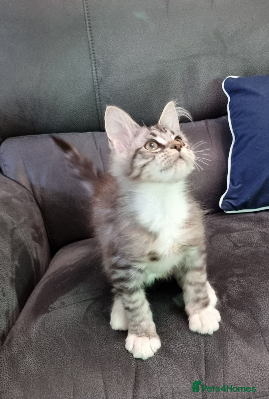 Maine Coon cats for sale: GCCF Pedigree Maine Coon Kittens for sale  - Image 34