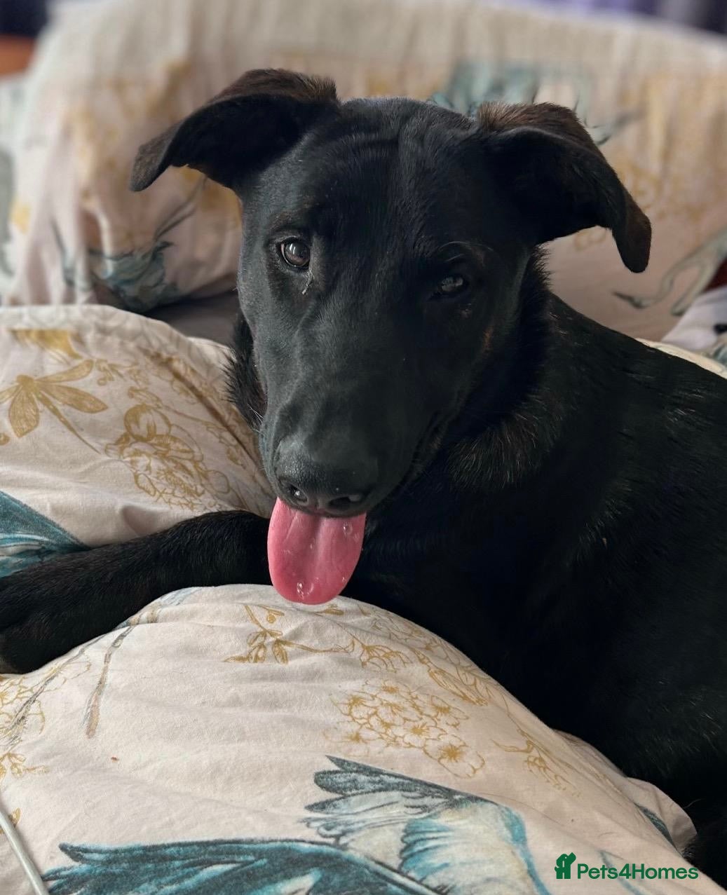 Mixed Breed dogs Labrador X Dutch shepherd  - Advert 16