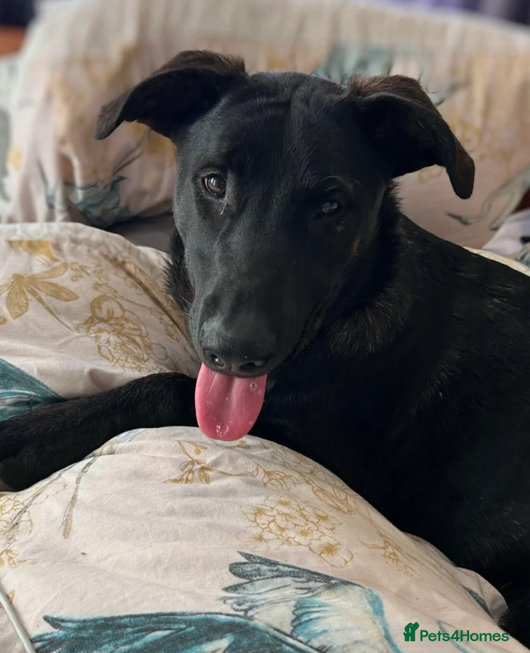 Mixed Breed dogs for sale: Labrador X Dutch shepherd  in Livingston - Advert 1