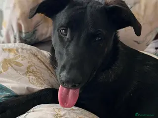 Mixed Breed dogs Labrador X Dutch shepherd - Advert 16